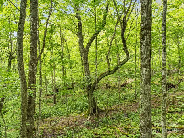 $23,000 | 65 Bee Tree Lane, Mars Hill, NC 28754