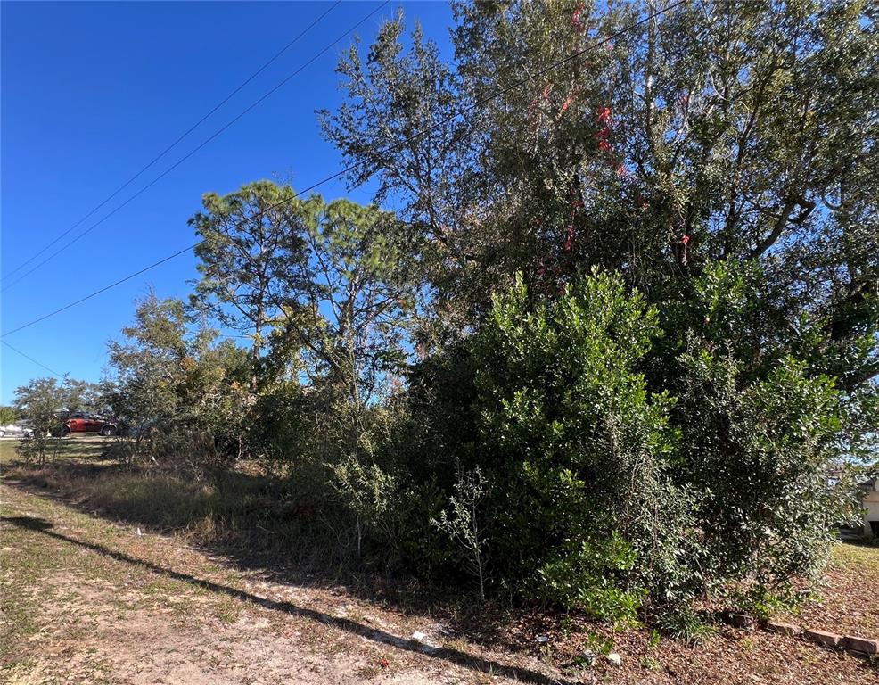 2460 Matheson Avenue Spring Hill, FL 34608 - Photo 2 of 3 a view of a tree in a yard