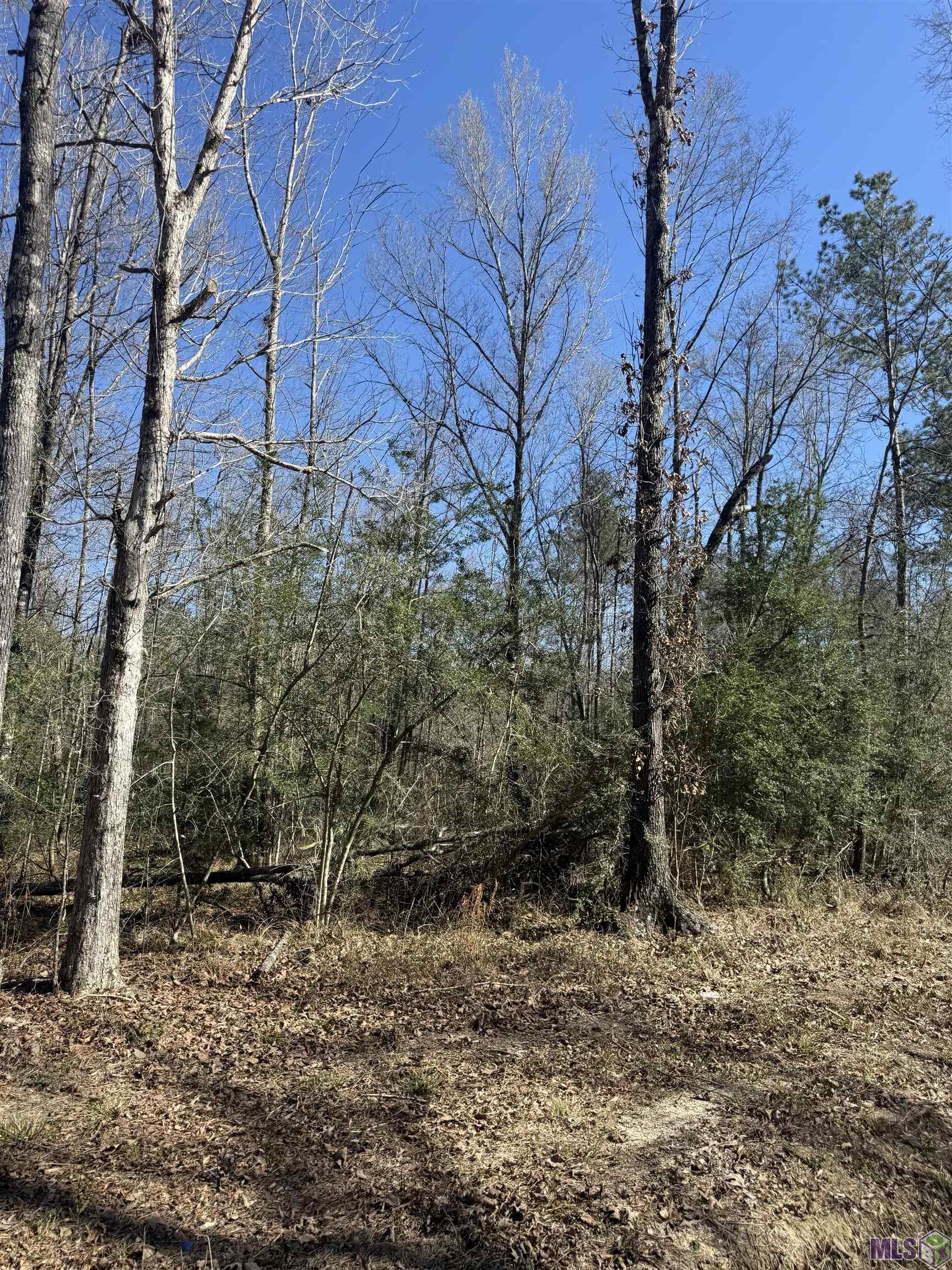 Lot 4 Music Lane Springfield, LA 70462 - Photo 4 of 5