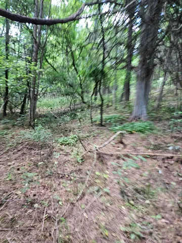 a view of a yard with a tree