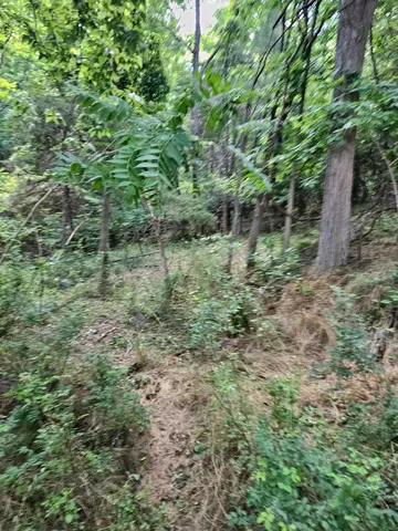a view of a forest with a tree