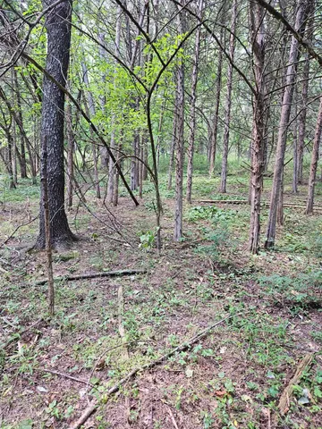a big yard with lots of green space and deers