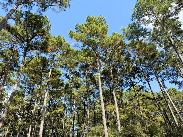 $899,750 | 0 3 3 Notch Road, Huntsville, TX 77340