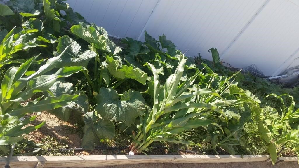 14820 Kokomo Road Apple Valley, CA 92307 - Photo 58 of 62