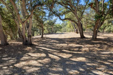 a view of a yard with a tree