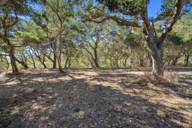 a view of a tree in the middle of a yard