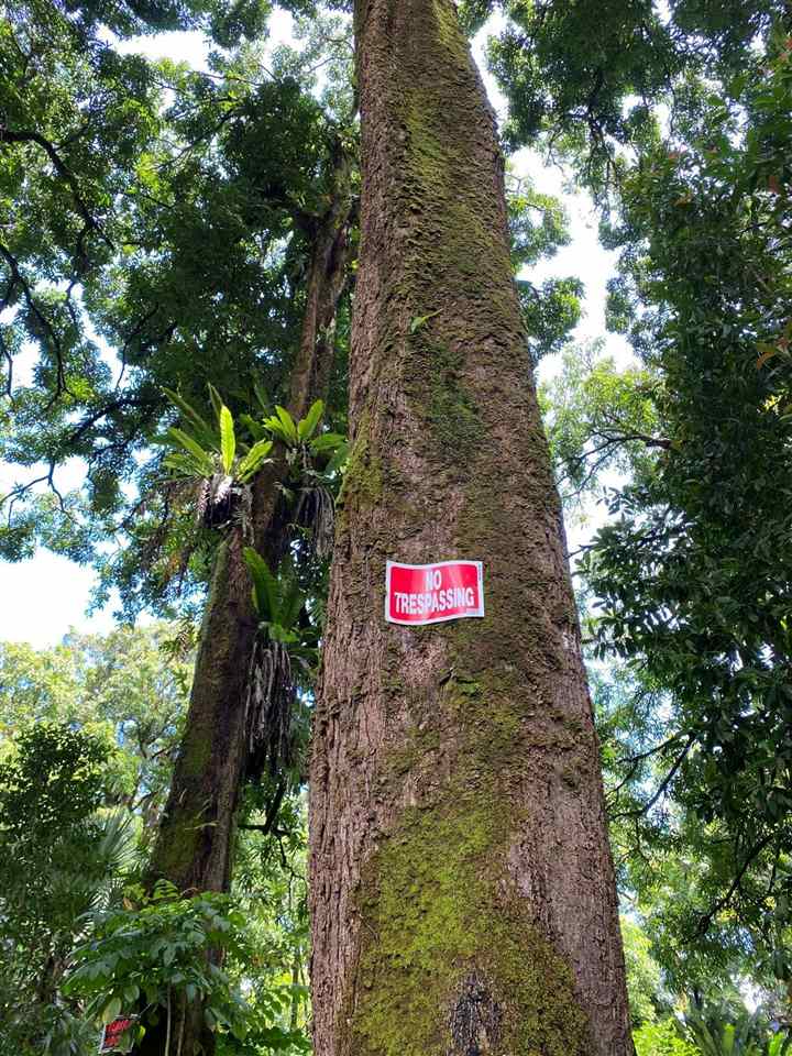 1330 Ulaino Road Hana, HI 96713 - Photo 3 of 18 a view of a tree with red tree