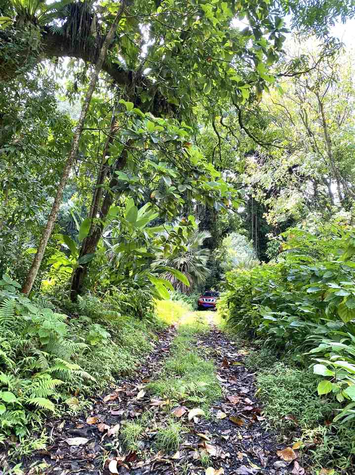 1330 Ulaino Road Hana, HI 96713 - Photo 4 of 18 a backyard of a house with lots of plants