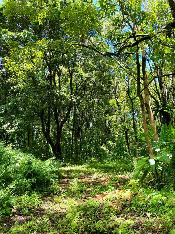 1330 Ulaino Road Hana, HI 96713 - Photo 8 of 18 a view of a yard