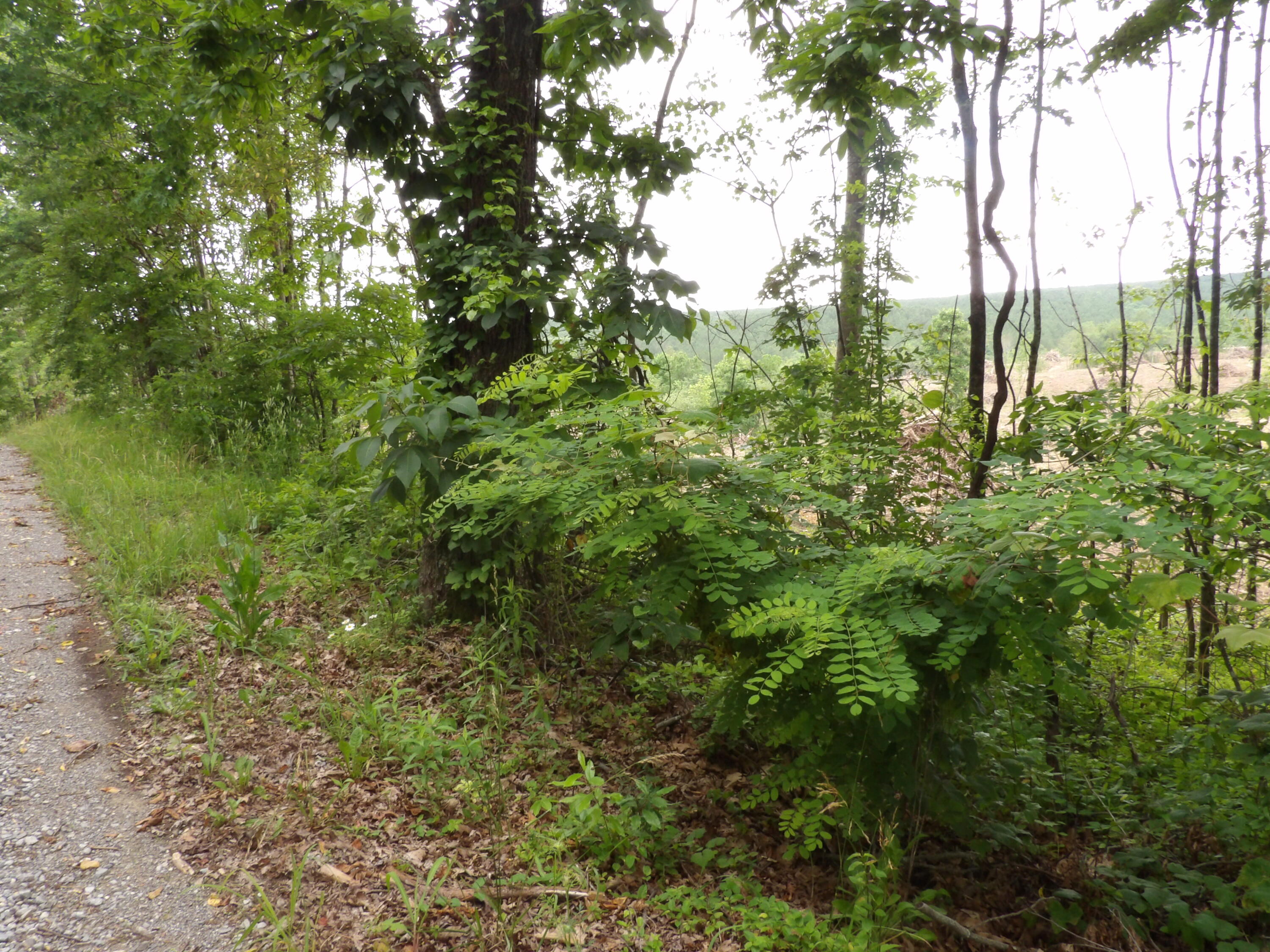 Lot 11 Hughes Road Evensville, TN 37332 - Photo 11 of 17 100_1625