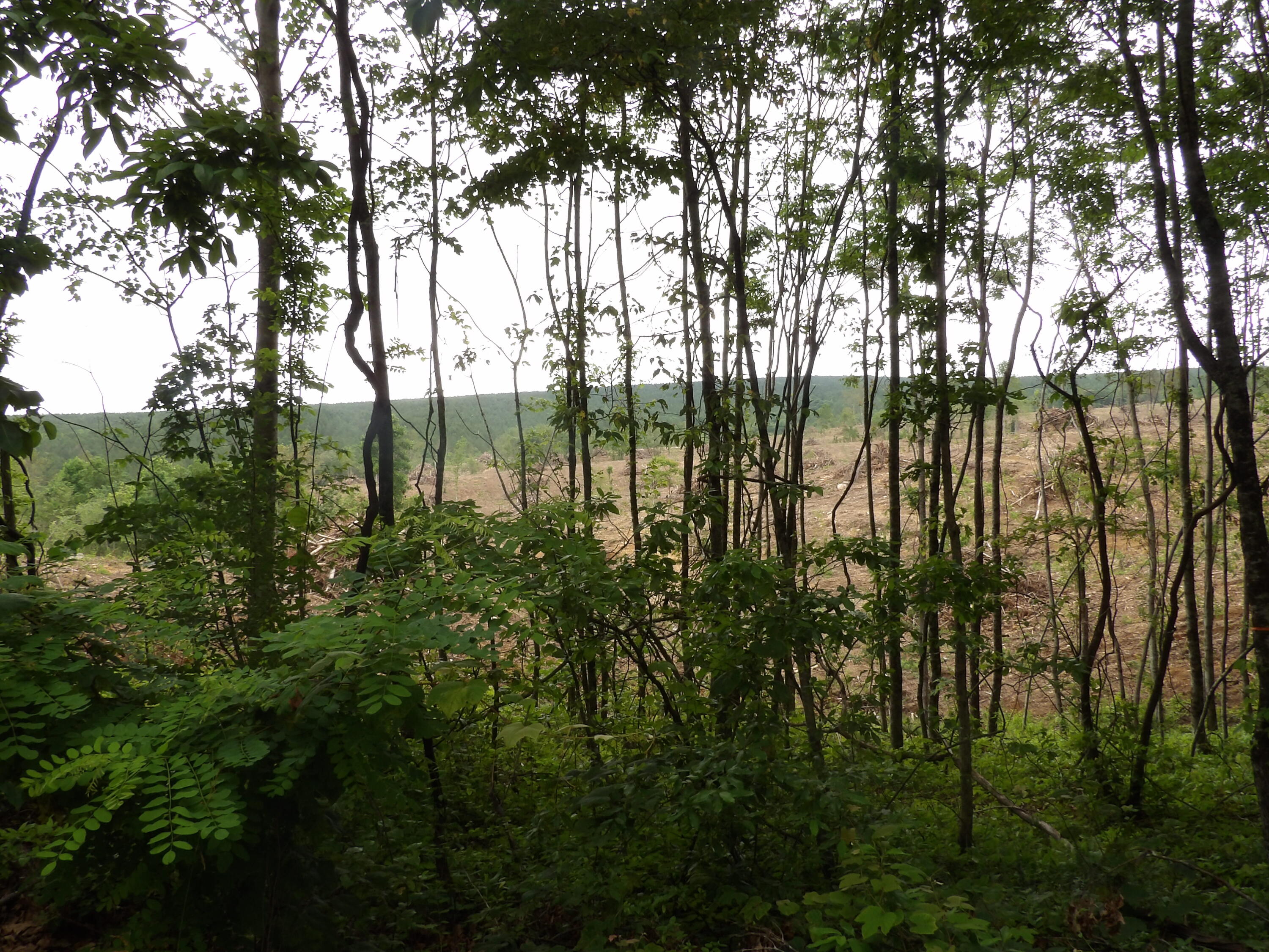 Lot 11 Hughes Road Evensville, TN 37332 - Photo 12 of 17 100_1626