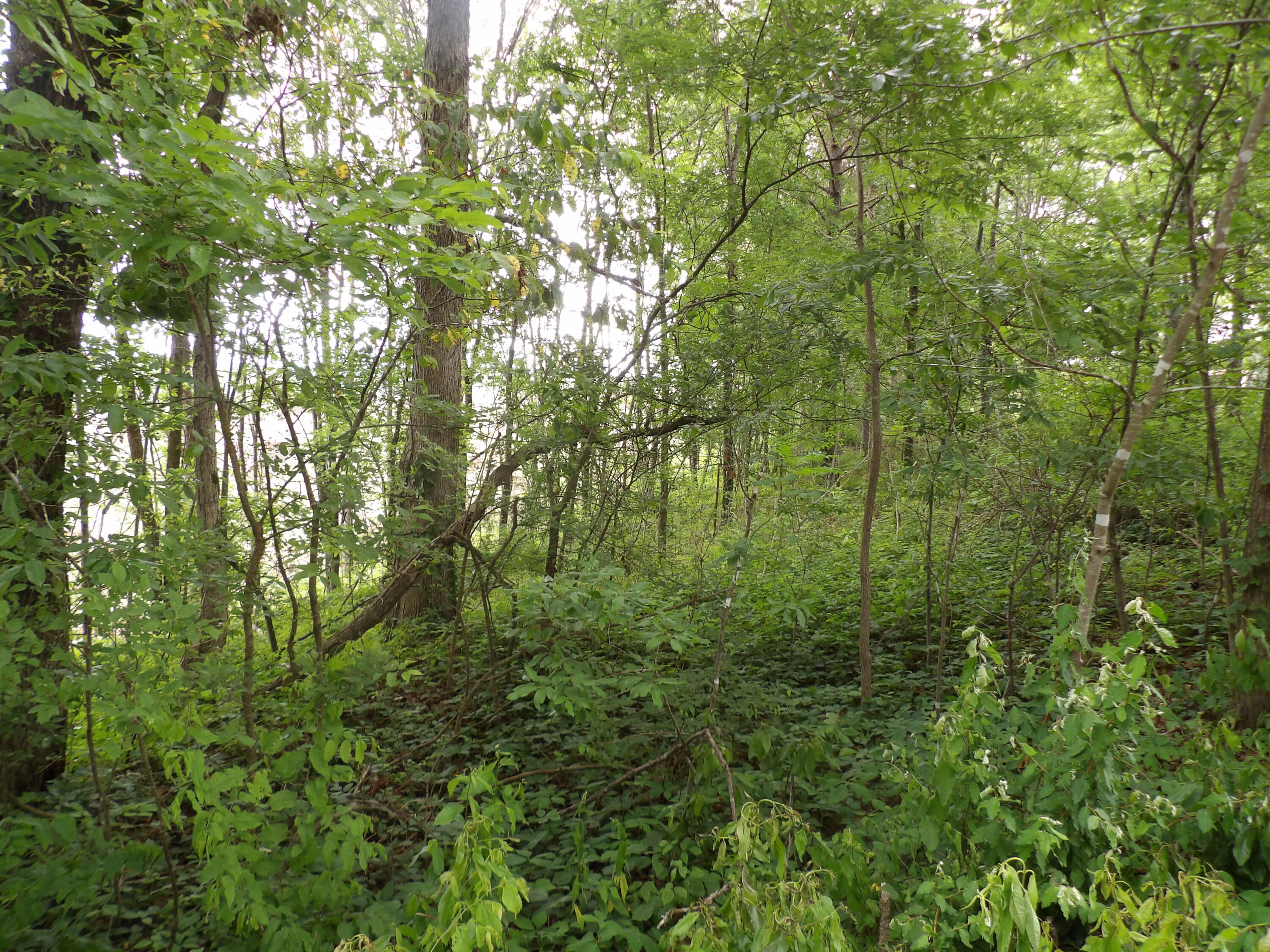 Lot 11 Hughes Road Evensville, TN 37332 - Photo 13 of 17 100_1627