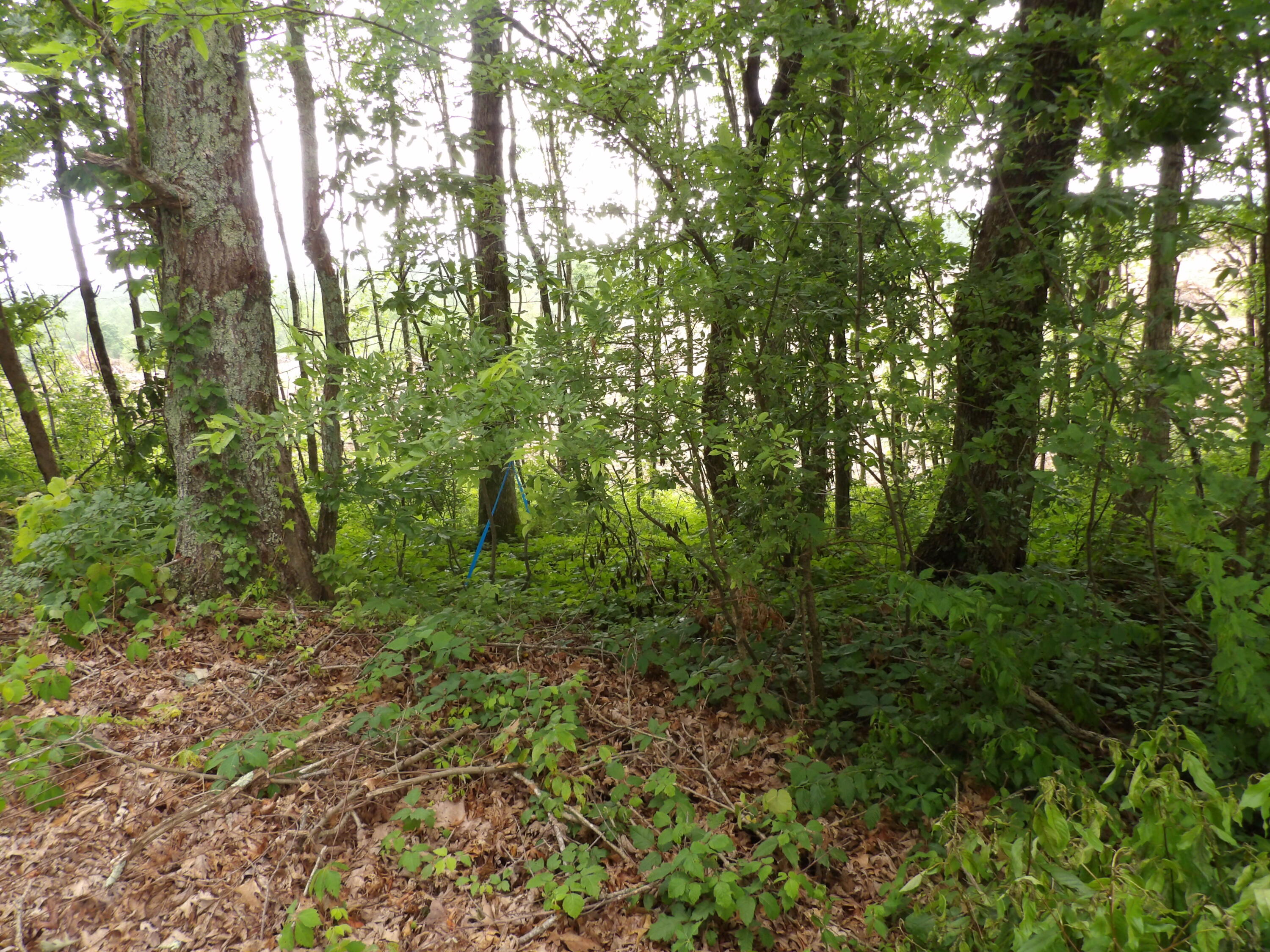 Lot 11 Hughes Road Evensville, TN 37332 - Photo 14 of 17 100_1628