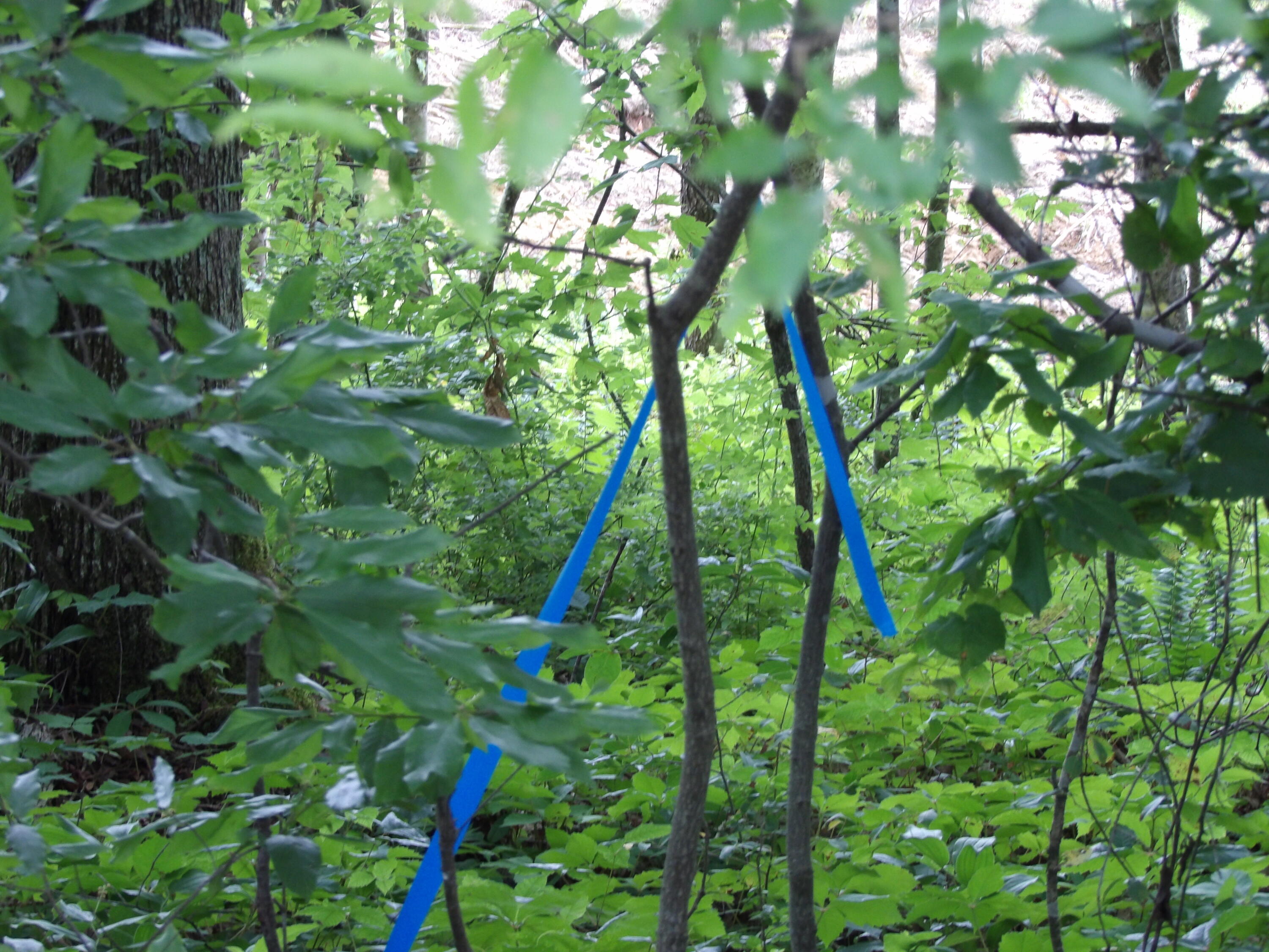 Lot 11 Hughes Road Evensville, TN 37332 - Photo 15 of 17 100_1629