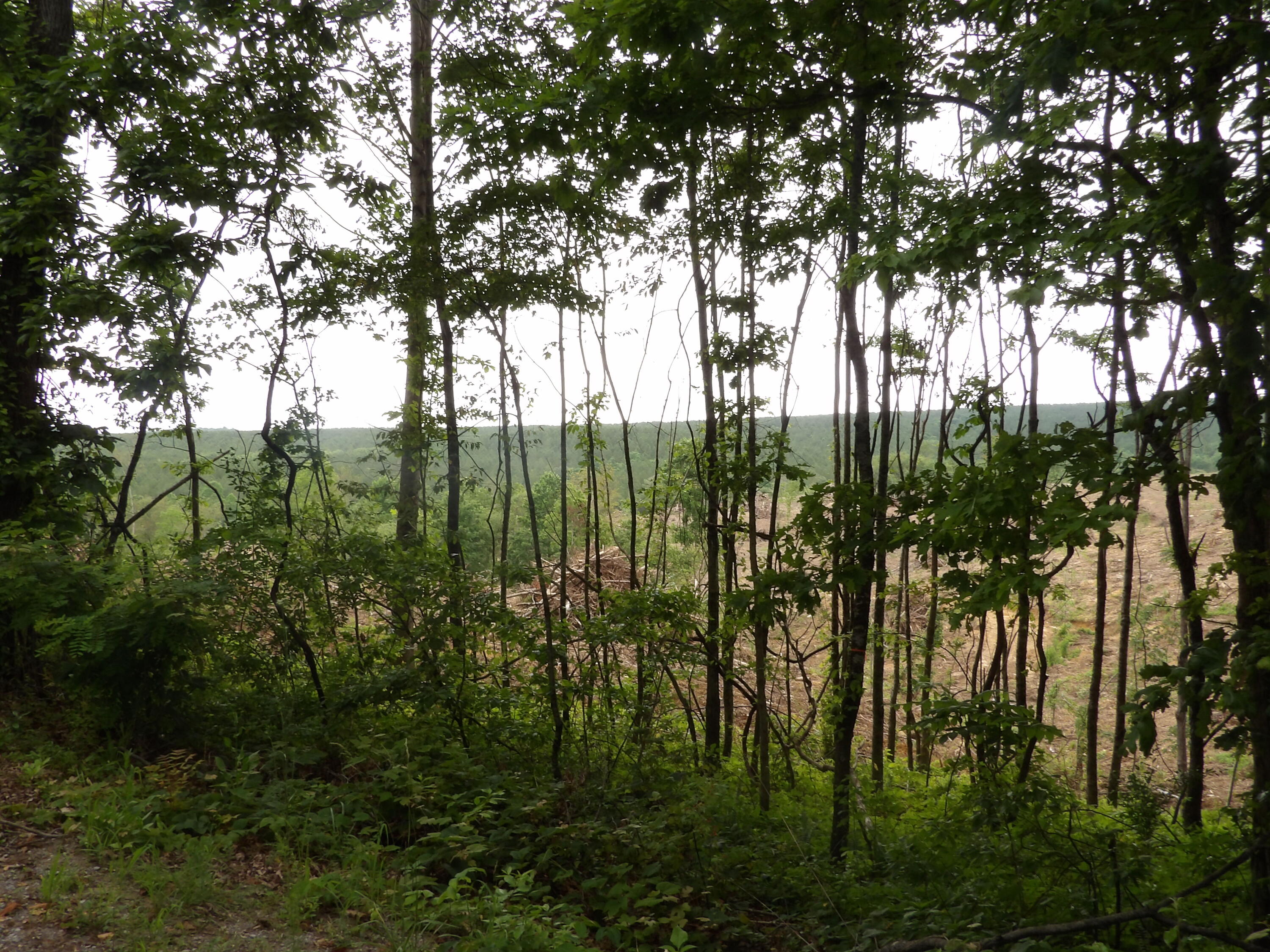 Lot 11 Hughes Road Evensville, TN 37332 - Photo 2 of 17 100_1615