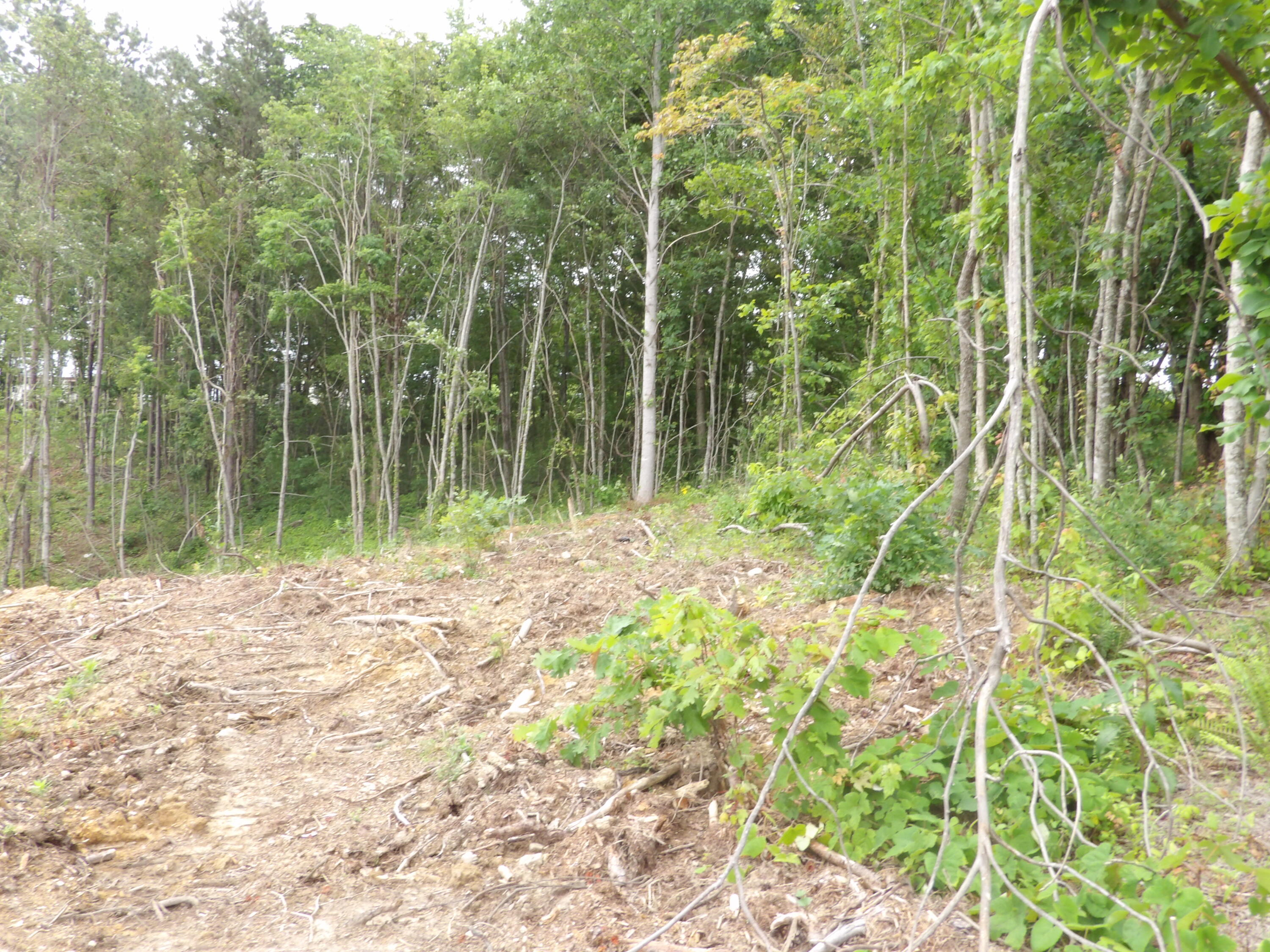 Lot 11 Hughes Road Evensville, TN 37332 - Photo 3 of 17 100_1616