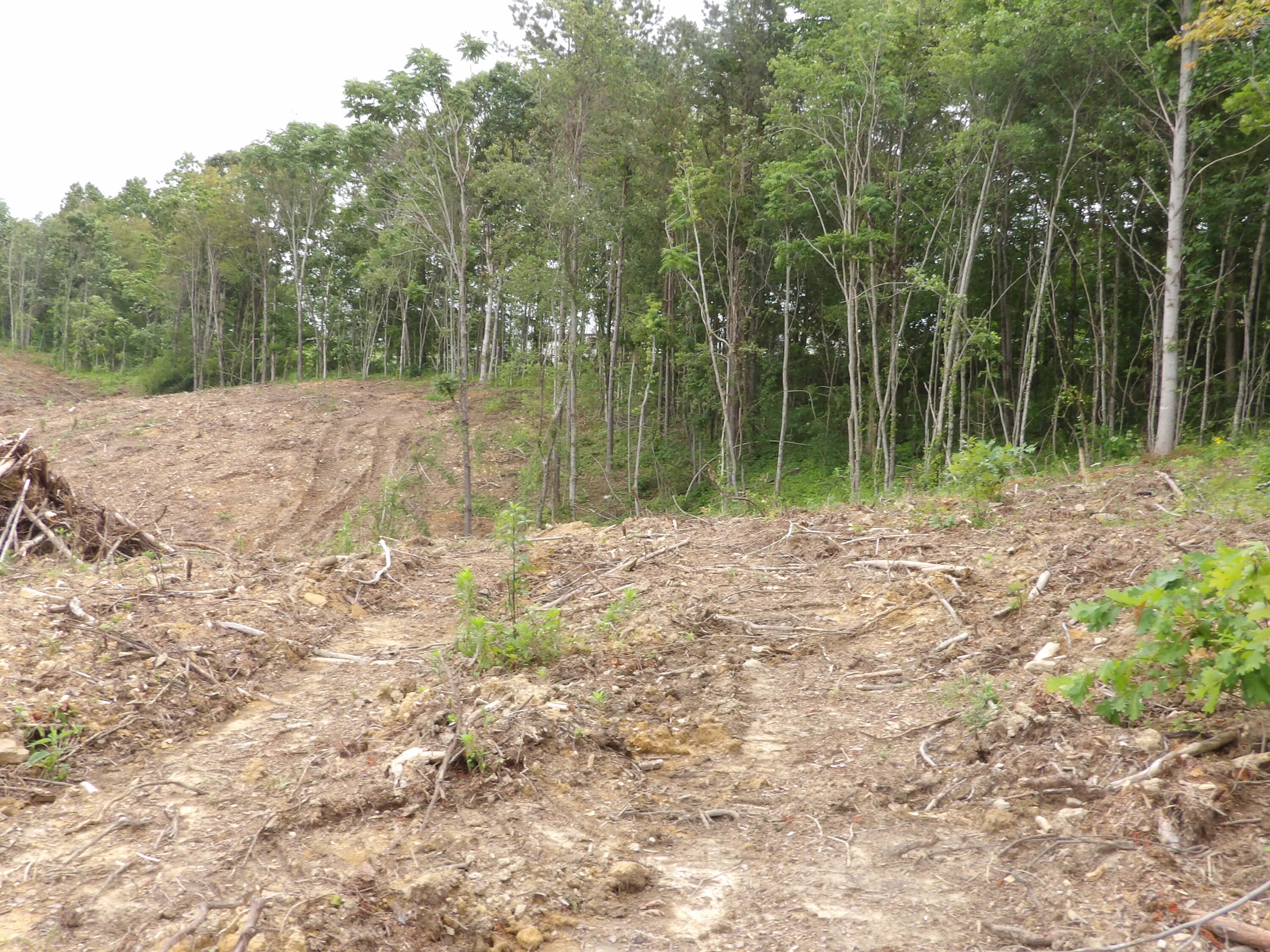 Lot 11 Hughes Road Evensville, TN 37332 - Photo 4 of 17 100_1617