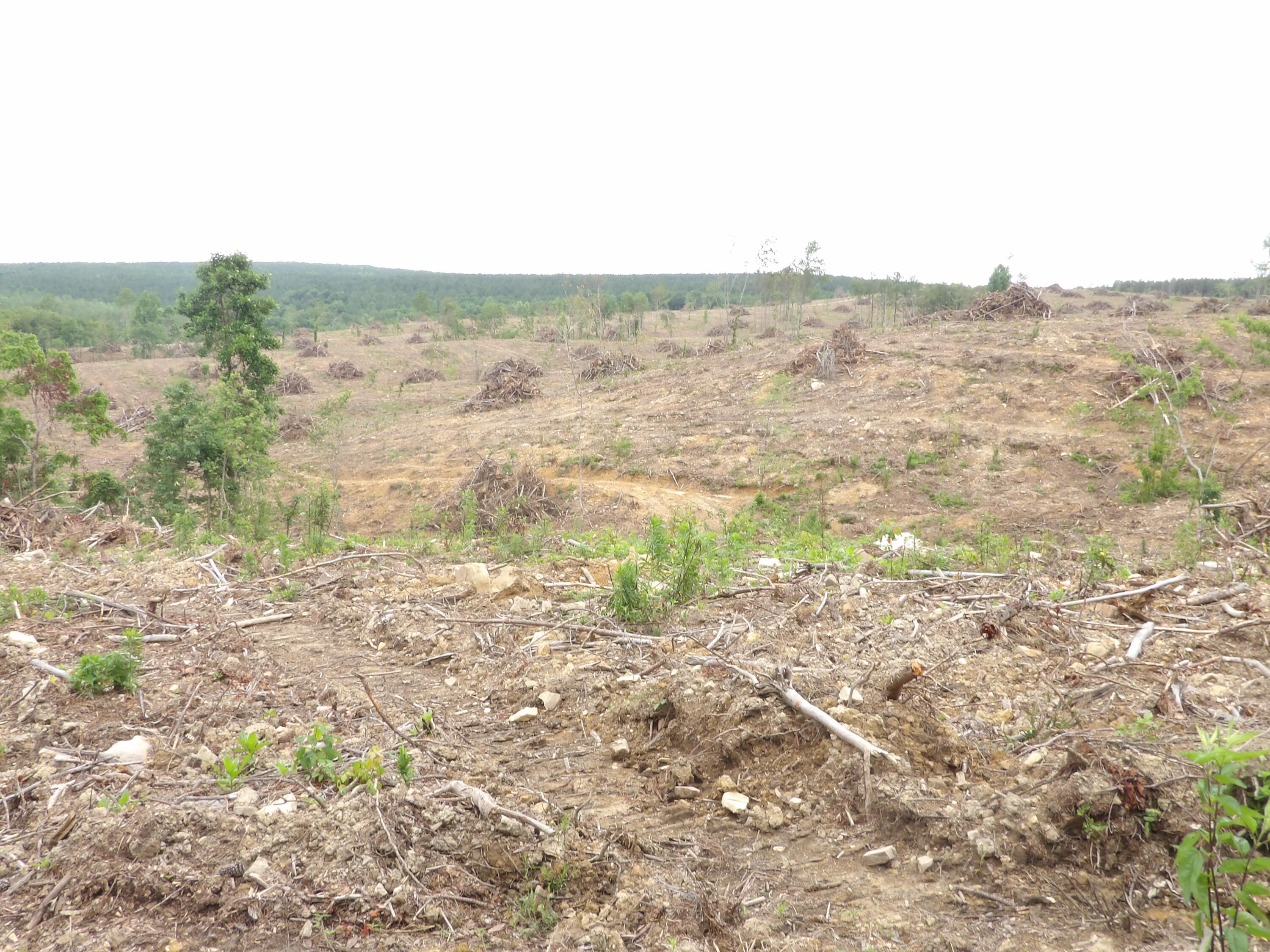 Lot 11 Hughes Road Evensville, TN 37332 - Photo 5 of 17 100_1618