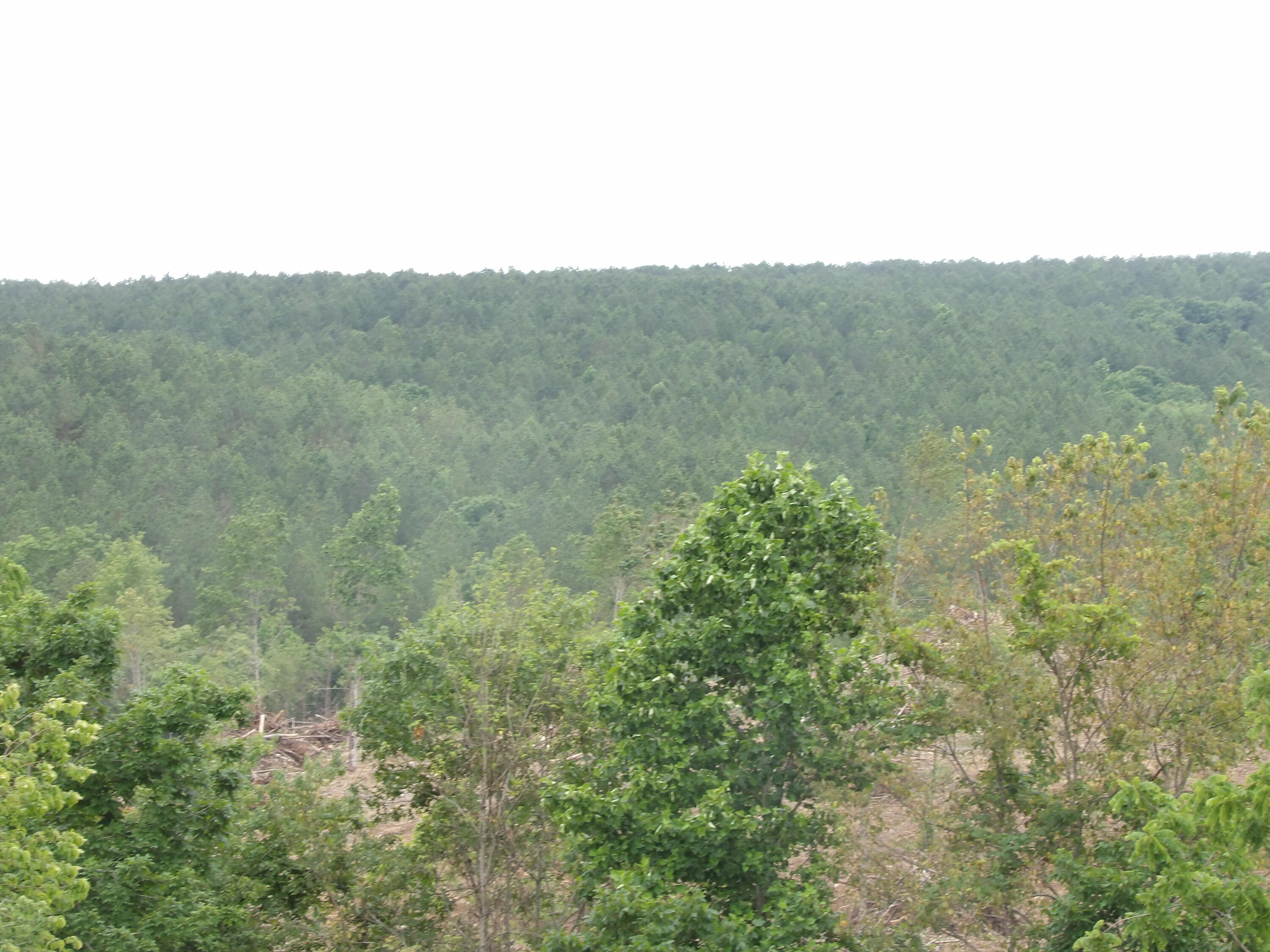 Lot 11 Hughes Road Evensville, TN 37332 - Photo 7 of 17 100_1620