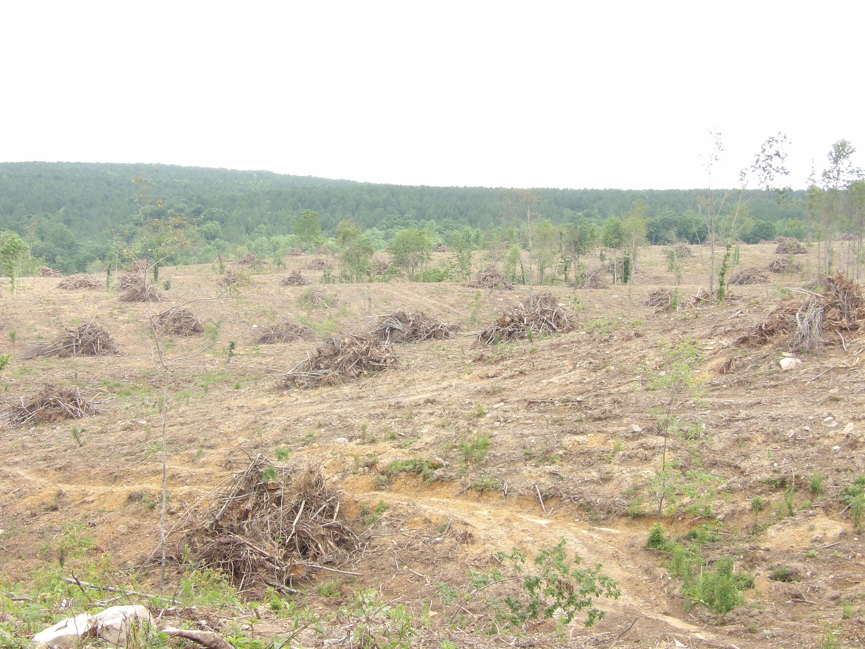 Lot 11 Hughes Road Evensville, TN 37332 - Photo 9 of 17 100_1622