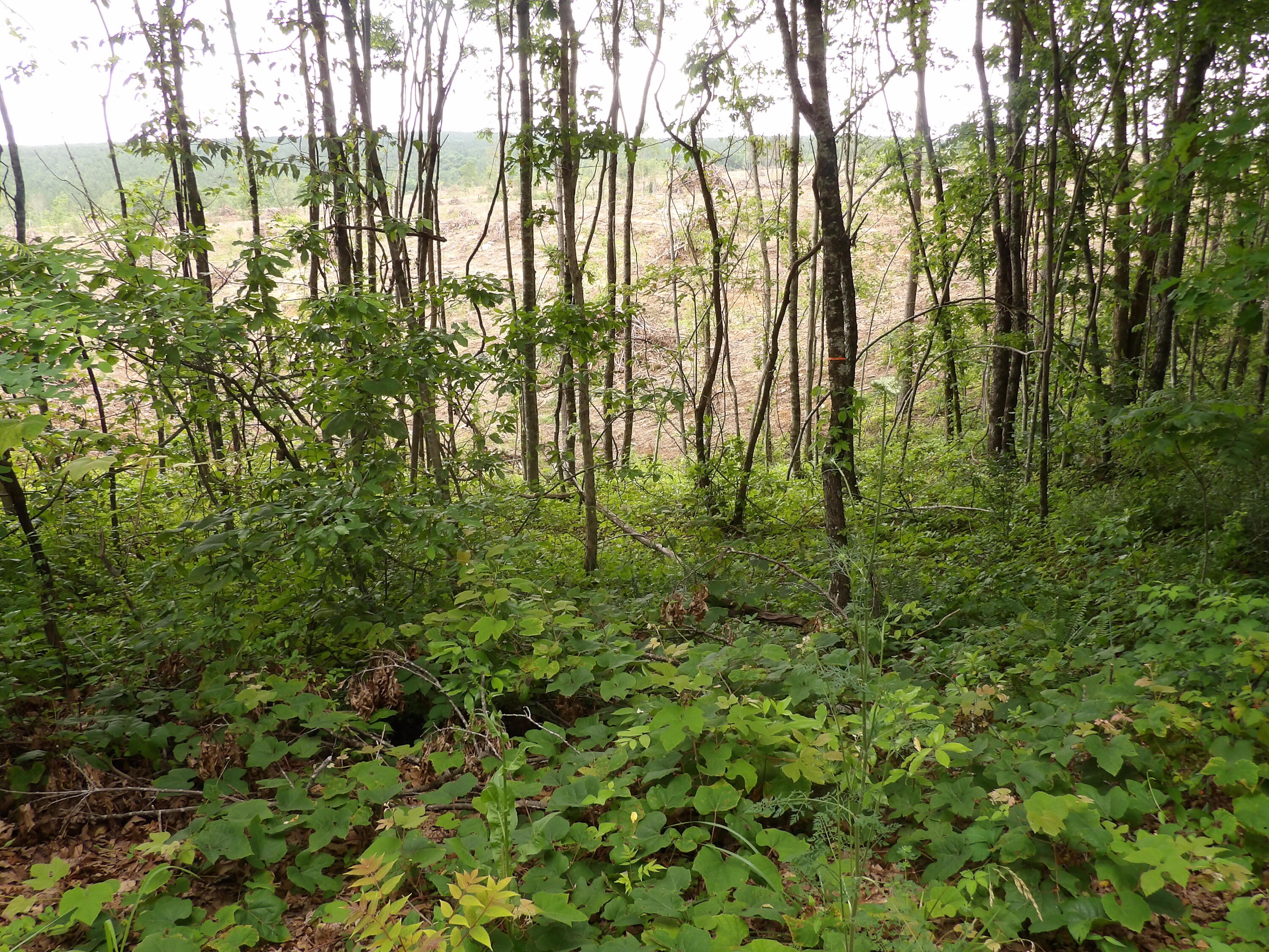 Lot 11 Hughes Road Evensville, TN 37332 - Photo 10 of 17 100_1624