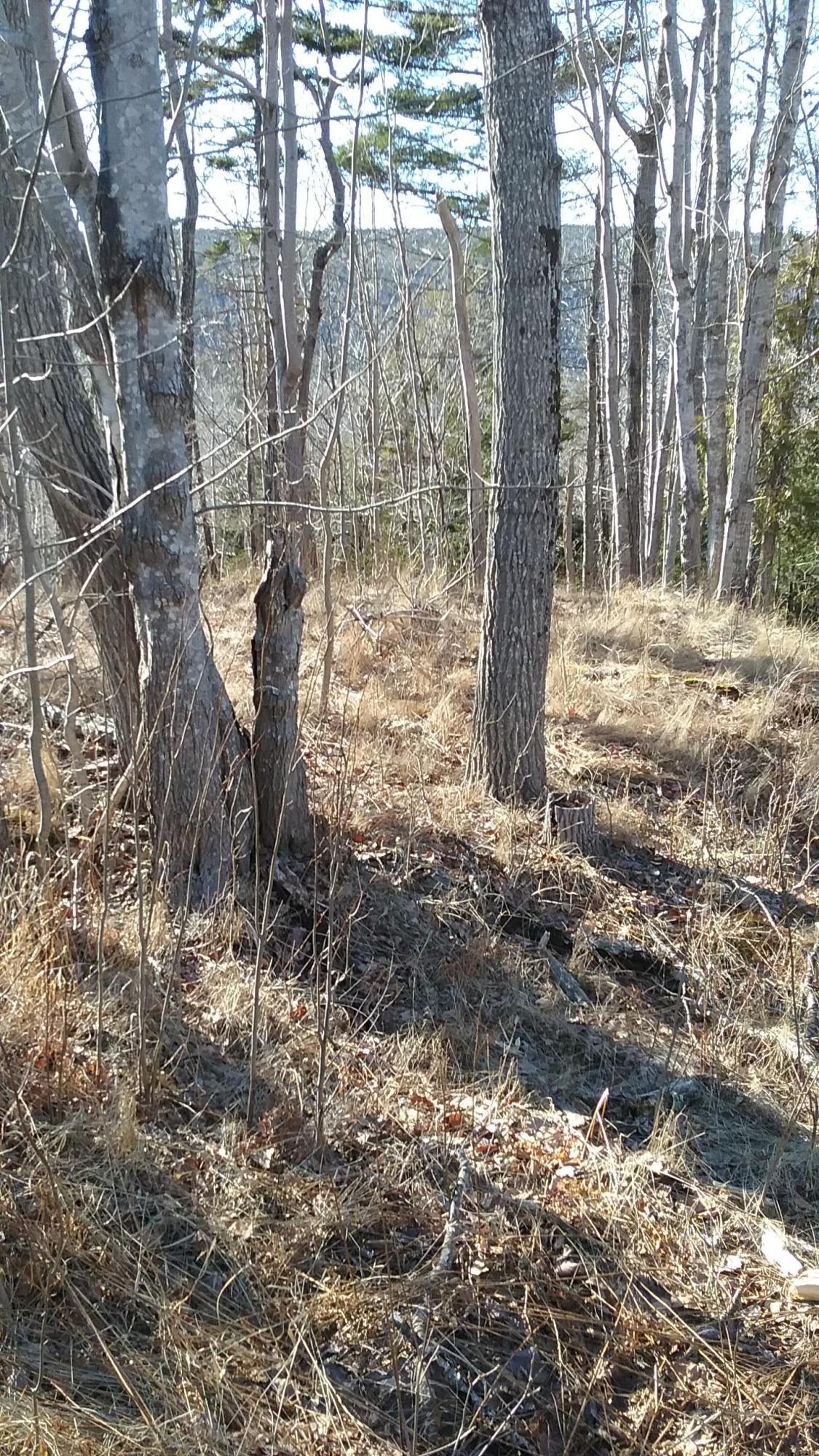 0 Otter Cliff Road Bar Harbor, ME 04609 - Photo 3 of 8 Photo 2