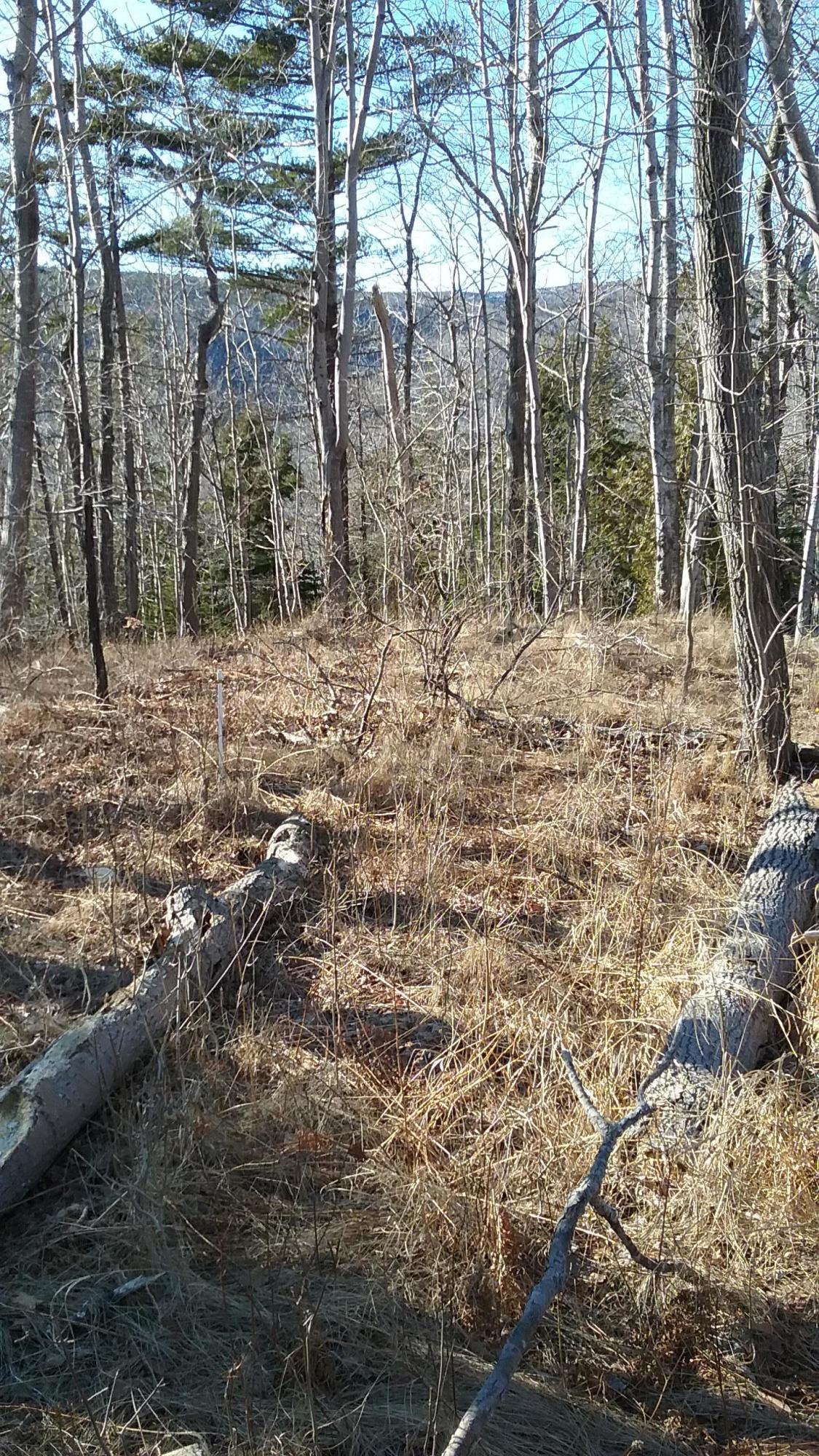 0 Otter Cliff Road Bar Harbor, ME 04609 - Photo 4 of 8 Photo 3