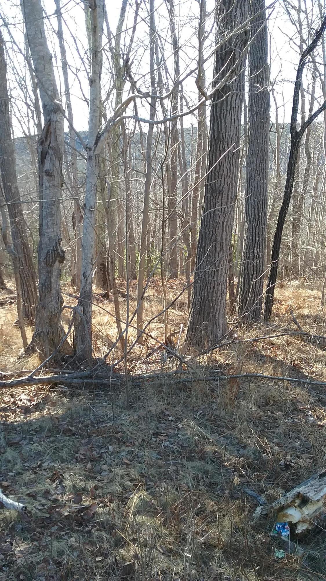0 Otter Cliff Road Bar Harbor, ME 04609 - Photo 7 of 8 E404A0B1-E768-43BC-9952-8763C41AD1D9