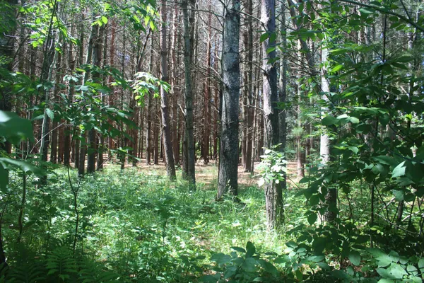 $45,000 | 0 Stone Cir Drive, Kewadin, MI 49648