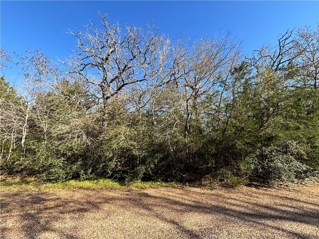 Lot 11 Oak Ridge Drive Somerville, TX 77879 - Photo 6 of 6 a view of a yard with a tree
