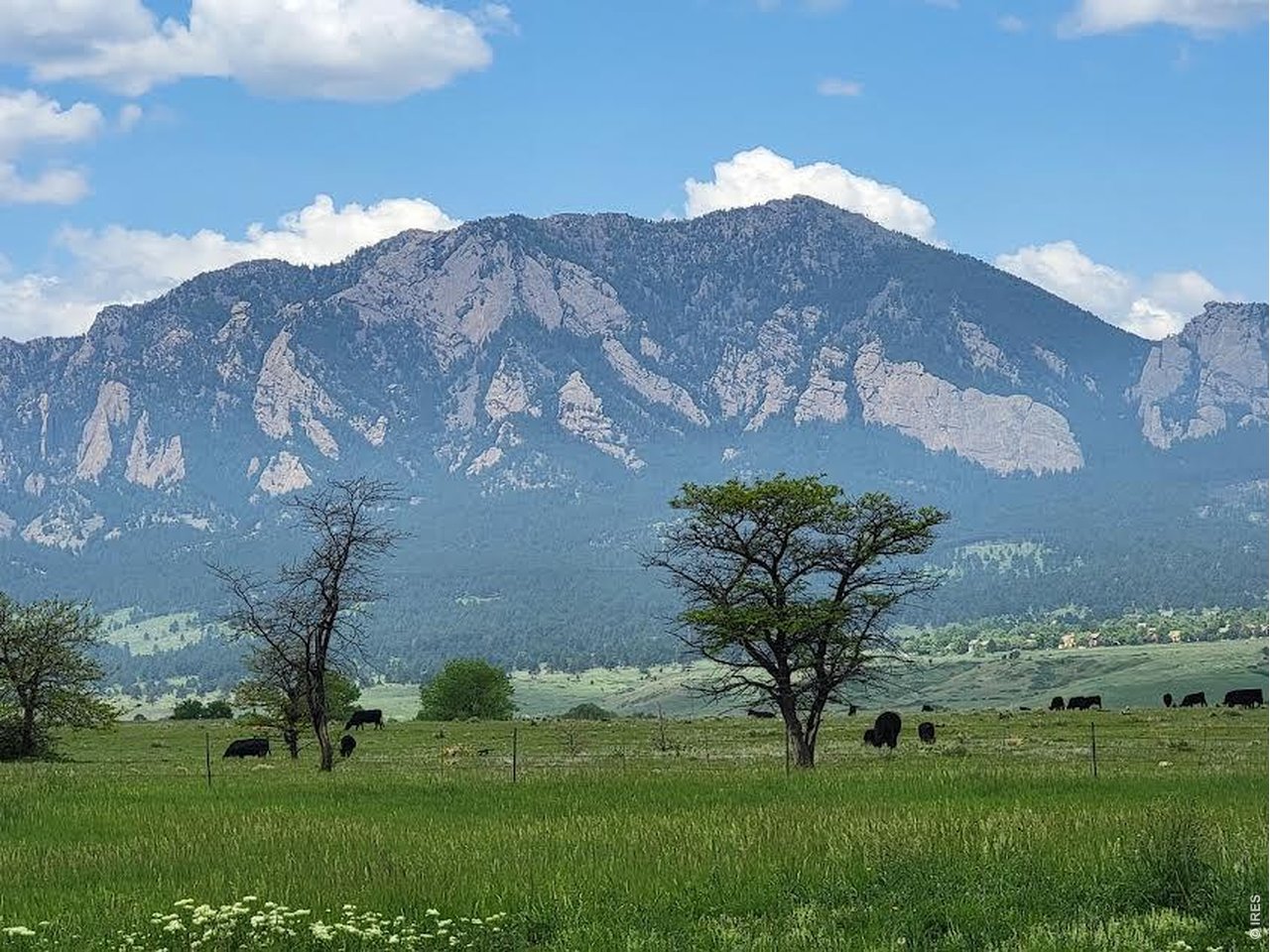 1085 South Cherryvale Road Boulder, CO 80303 - Photo 2 of 8 Meet your neighbors...seasonal grazing on the open space.