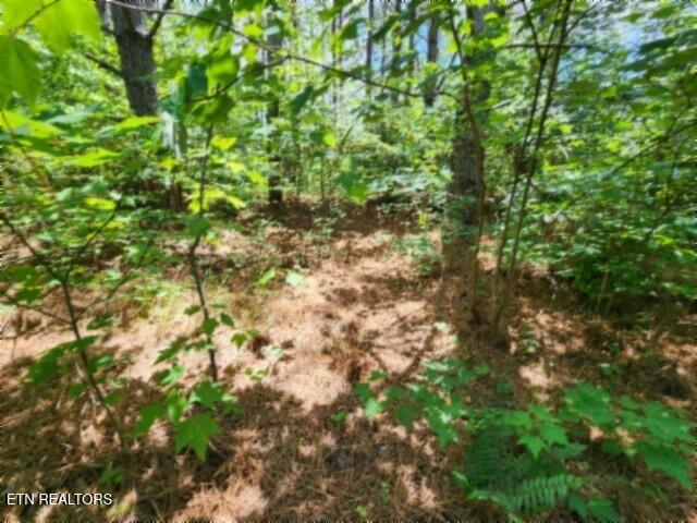 674 Rhodas Way Sunbright, TN 37872 - Photo 22 of 37 20260629_124040