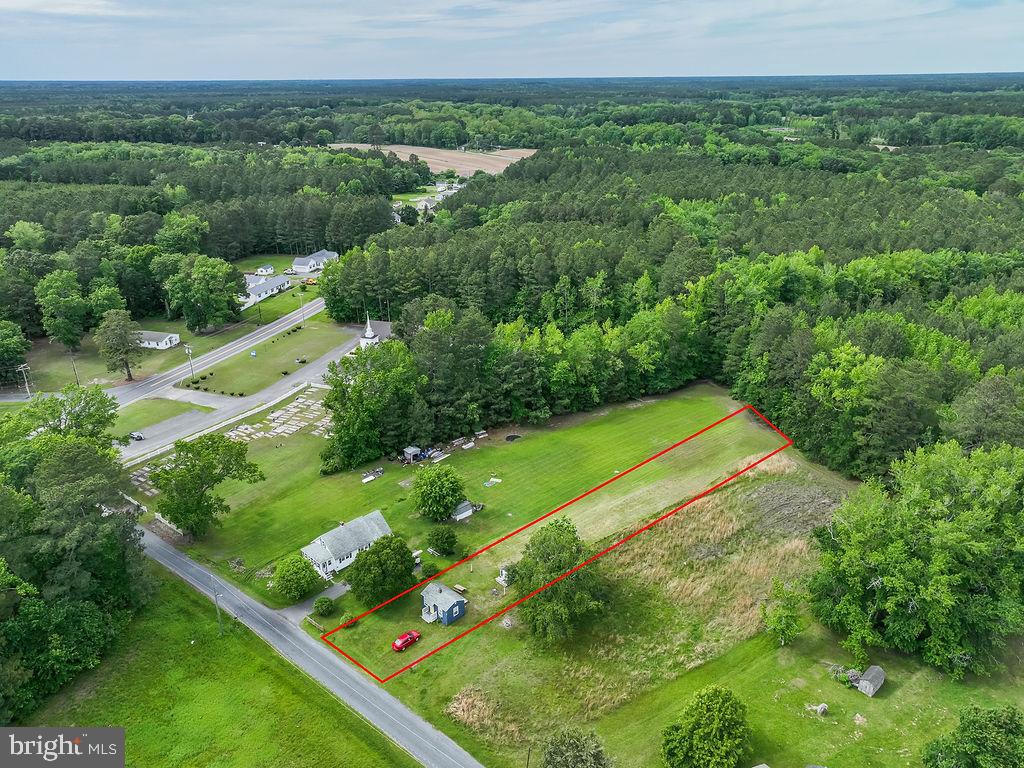 a view of a lush green forest