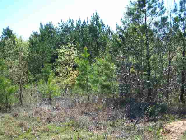 Lot 15 Cheek Road Gray Court, SC 29645 - Photo 2 of 2