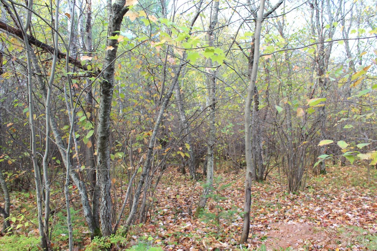 9228 Jenny Lake Road Tomahawk, WI 54487 - Photo 39 of 49 Gallery Image 39