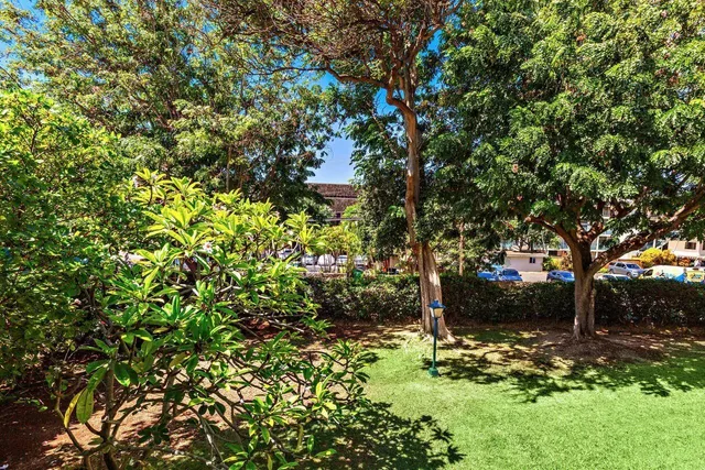 a view of a tree with a tree