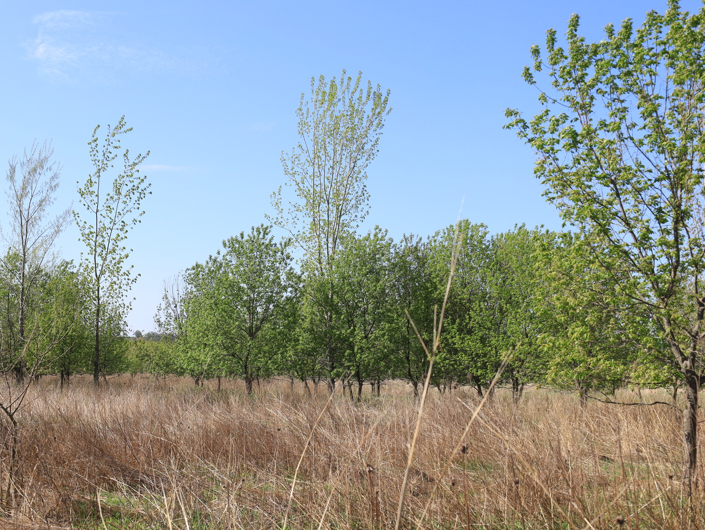 0 County Rd M Road Browntown, WI 53522 - Photo 34 of 59 a view of a lake with a trees in the background