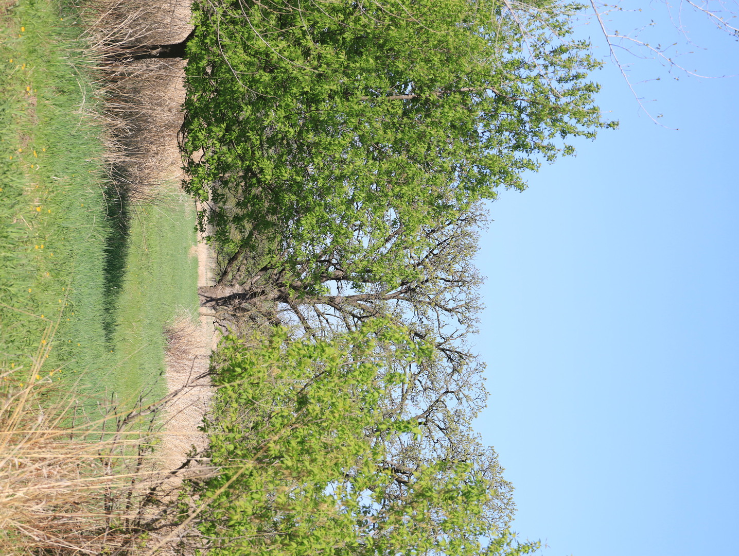 0 County Rd M Road Browntown, WI 53522 - Photo 35 of 59 a plant that is in a garden