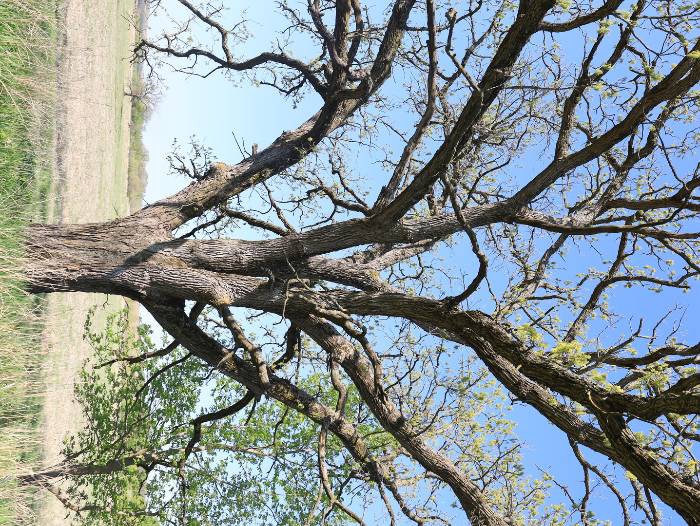 0 County Rd M Road Browntown, WI 53522 - Photo 36 of 59 a backyard of a house with a tree
