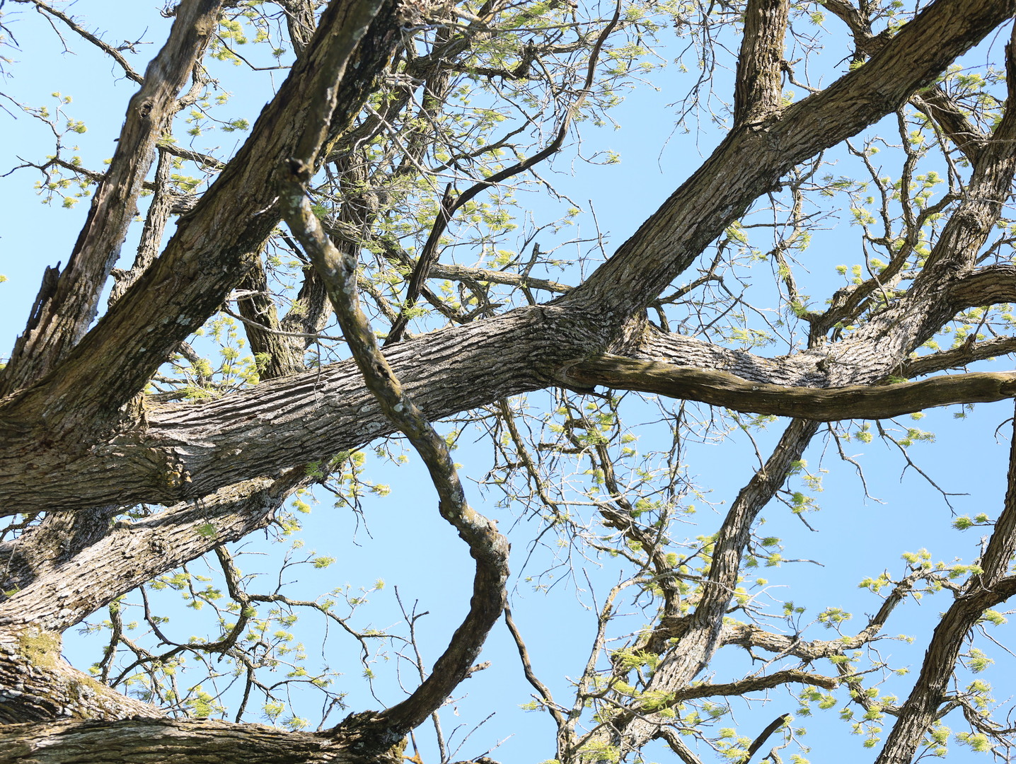 0 County Rd M Road Browntown, WI 53522 - Photo 37 of 59 a picture of tree