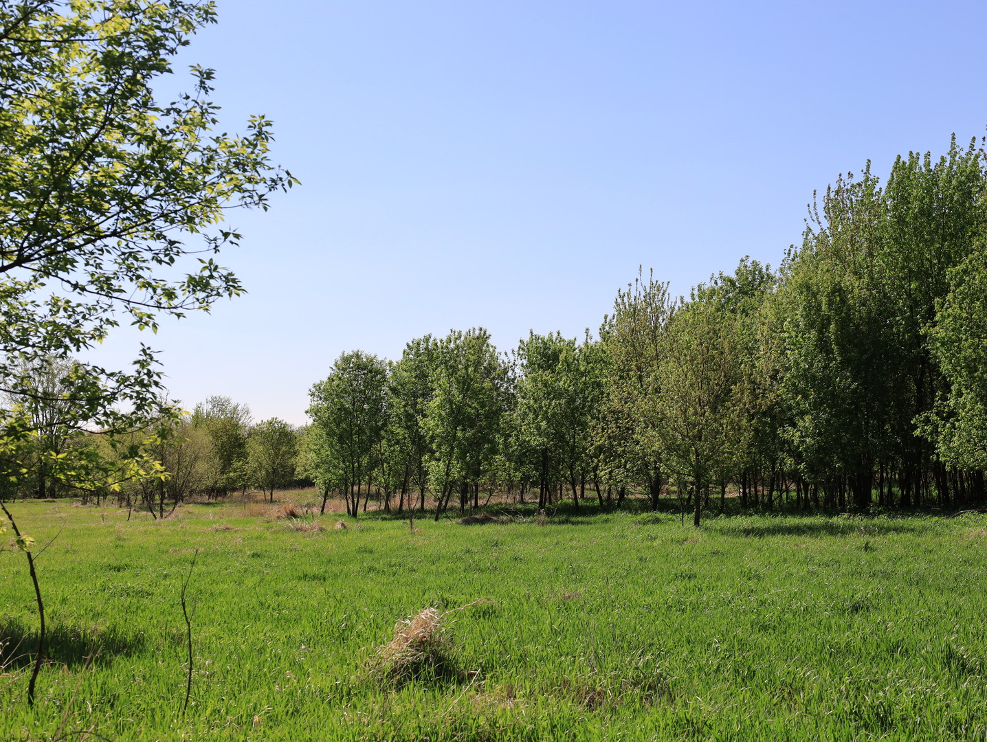 0 County Rd M Road Browntown, WI 53522 - Photo 48 of 59 a view of grassy field with trees