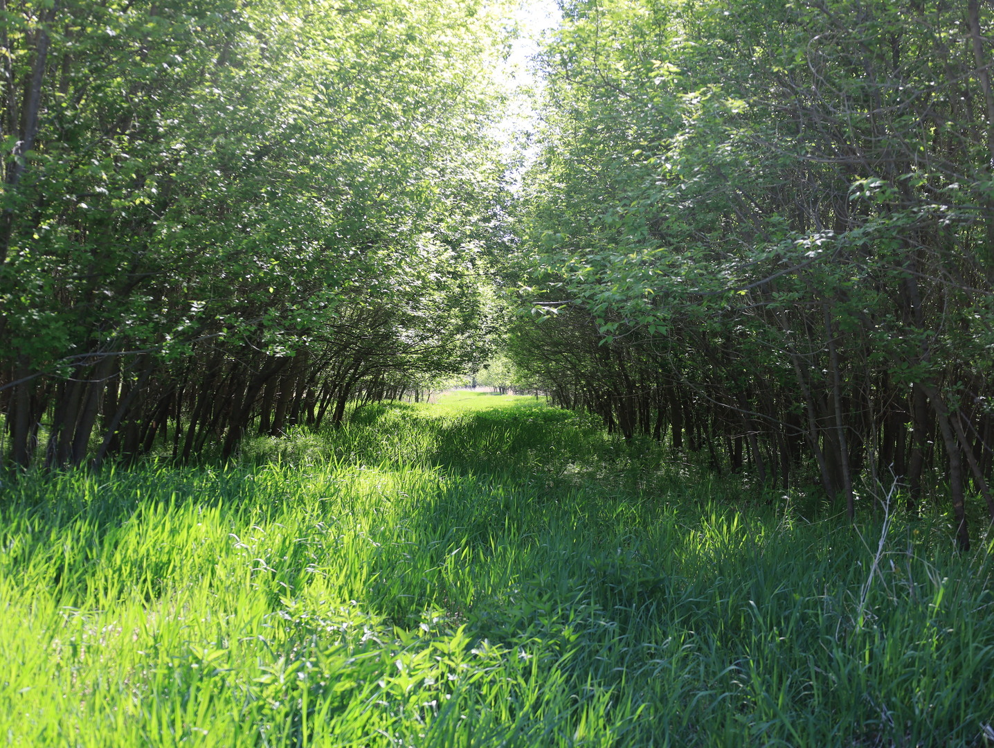 0 County Rd M Road Browntown, WI 53522 - Photo 50 of 59 a view of outdoor space and a yard