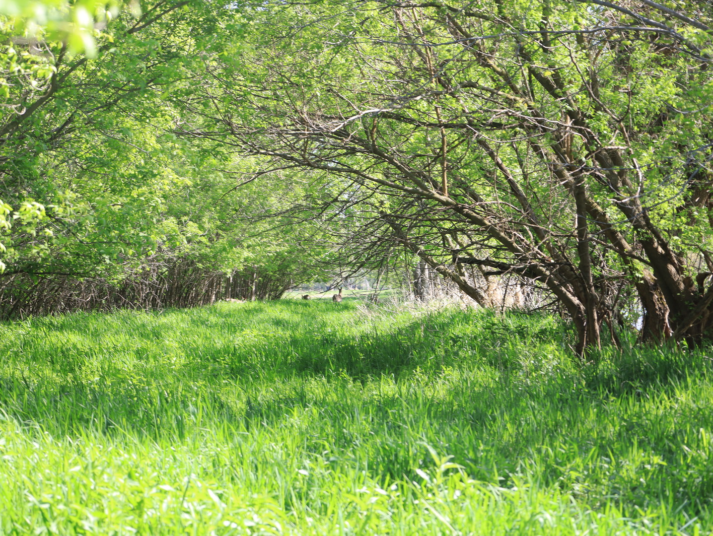 0 County Rd M Road Browntown, WI 53522 - Photo 53 of 59 a backyard of a house with lots of plants and large tree