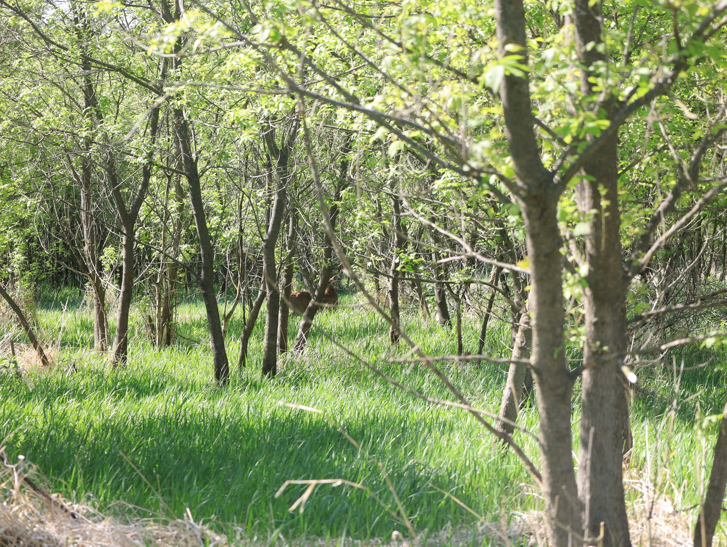 0 County Rd M Road Browntown, WI 53522 - Photo 57 of 59 a view of a lush green space