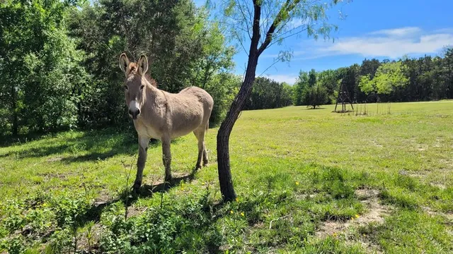a view of a garden with an outdoor space