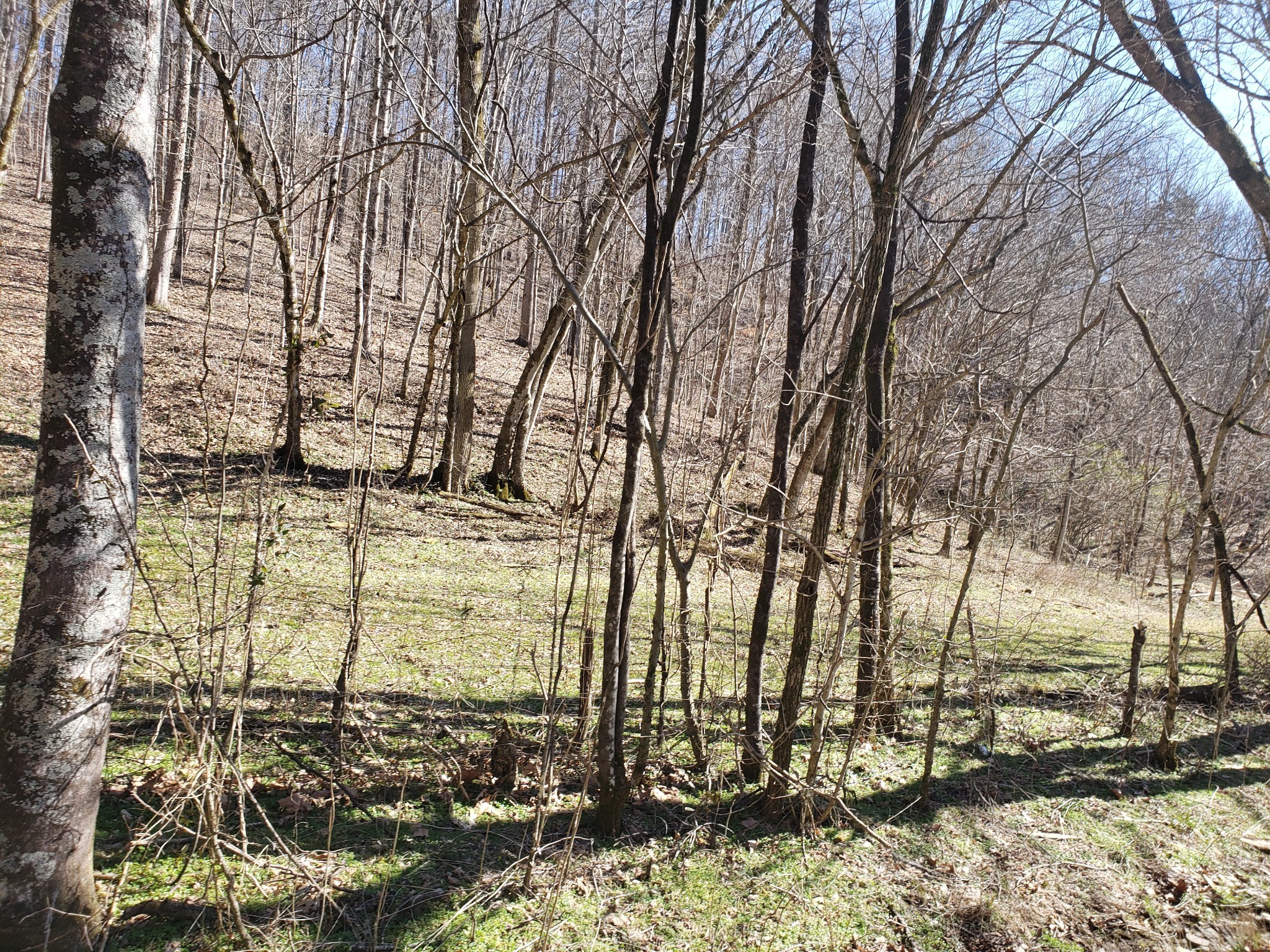 1236 Buckeye Road Fayetteville, TN 37334 - Photo 50 of 56