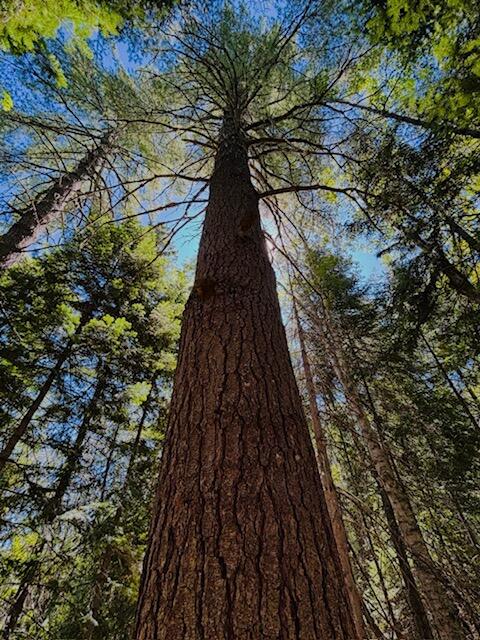 8-lots Blaine School Road Fort Kent, ME 04743 - Photo 2 of 2 Old-Growth