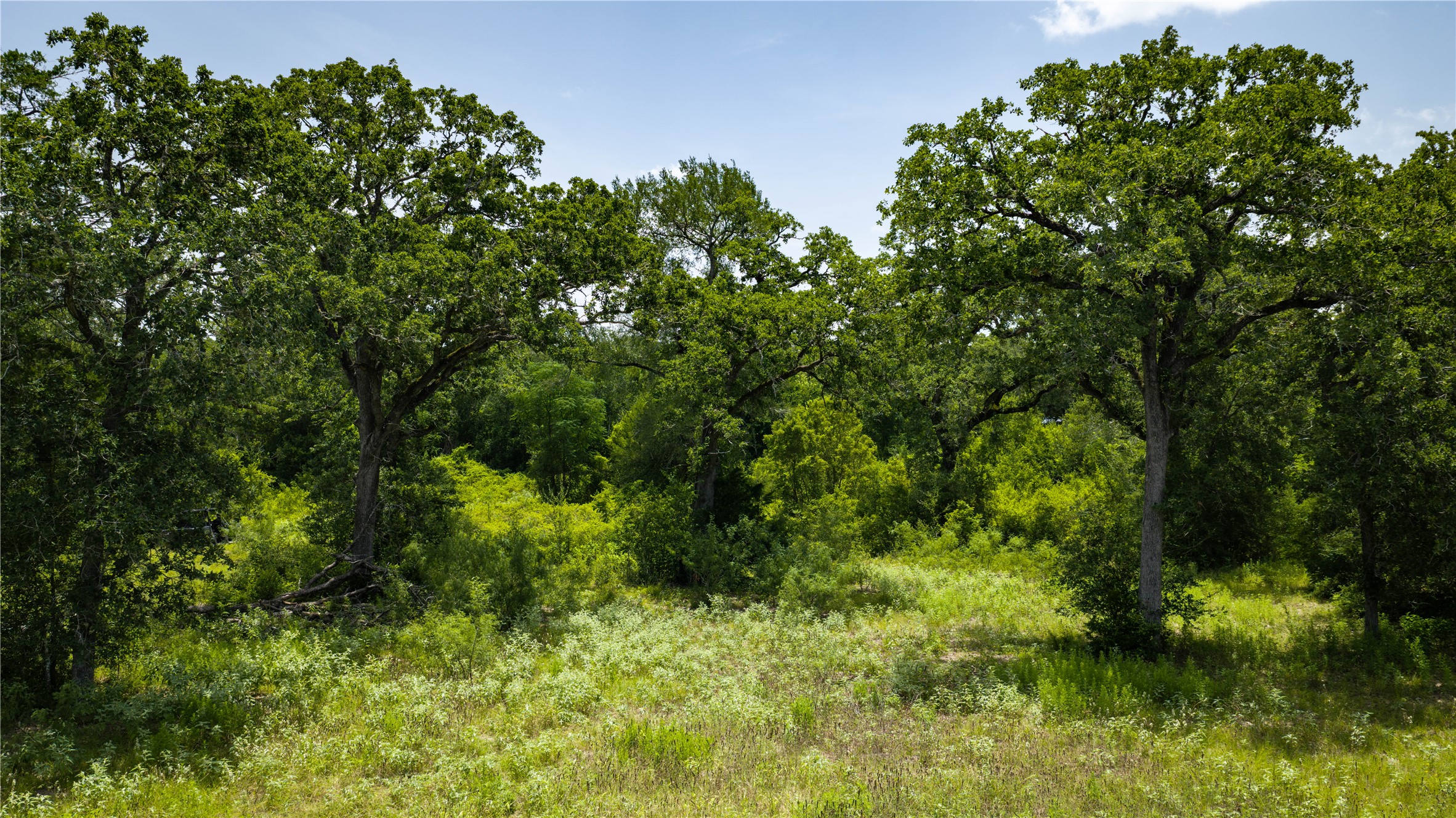 7221 West Old Lockhart Road Muldoon, TX 78949 - Photo 24 of 38 Mature trees rise above native ground cover on this undeveloped acreage.