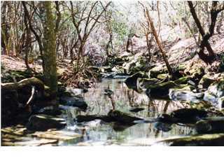 0 Laurel Ridge Dunlap, TN 37327 - Photo 1 of 4 Primary Photo