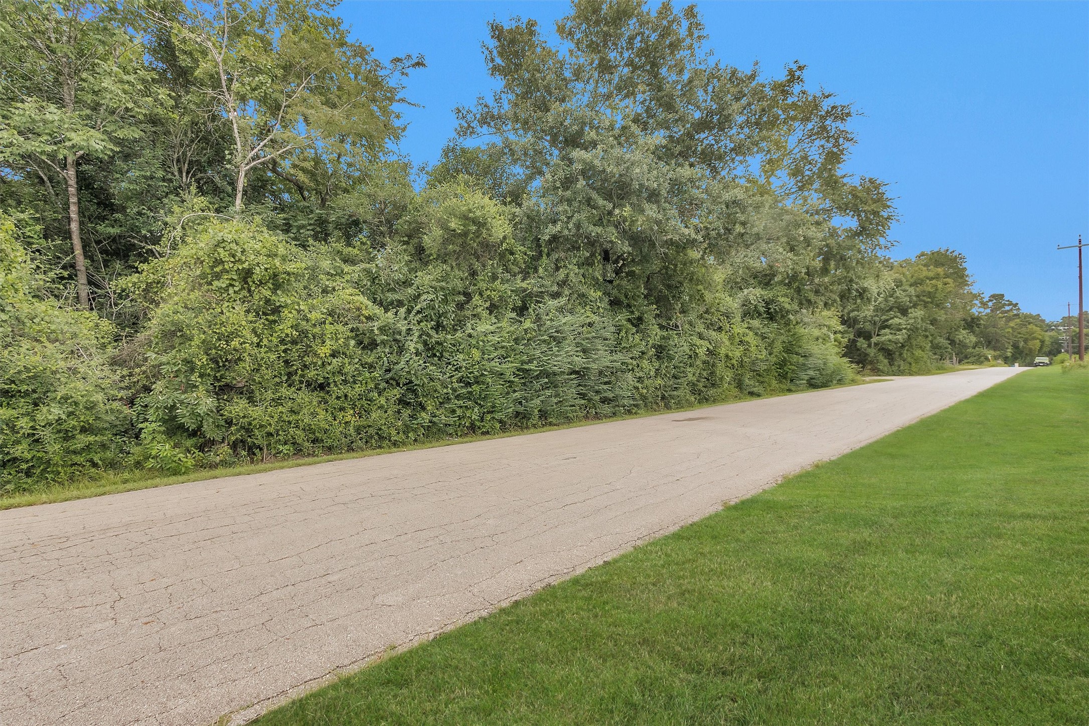 10.548-acres Womack Cemetery Road Montgomery, TX 77316 - Photo 11 of 15 a view of a yard with a tree